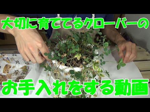 四つ葉のクローバーのお手入れをする動画