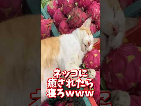 ネッコの動画で癒されたら寝ろｗｗｗ　#2ch #2chまとめ 動物スレ #2ch面白いスレ #動物 #犬 #猫 #癒やし #ねこ動画