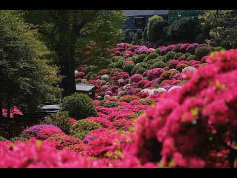 FUJIFILM XF56mmF1.2 R APDで根津神社のつつじ苑をお散歩