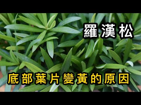 【天天小花農】羅漢松，底部葉片出現變黃變黑，來了解一下原因及解決方法