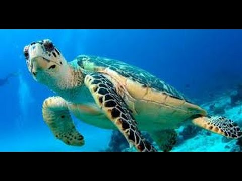 Sea Turtles Documentary HD- Turtles and Tortoises Animal Documentary