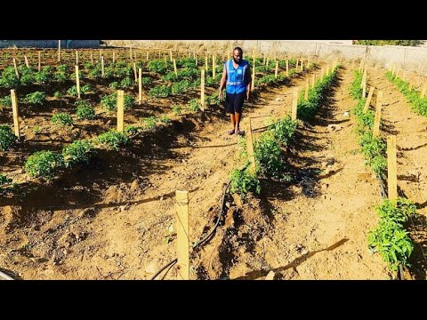 The Best African Farming Channel: Tips, Innovations & Success Stories 🌎