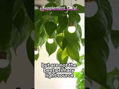 Secrets of Lush Green: Pothos Lighting Unleashed!