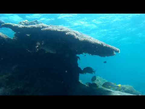 In Nilaweli Pigon island under water