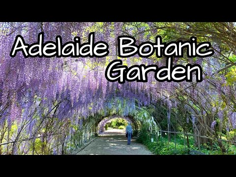 Adelaide Botanic Garden, Adelaide, Australia