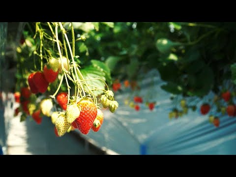 【宮城県観光映像】いちご狩り