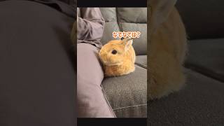 ママに寄り添うウサギさん #shorts #うさぎ #bunny