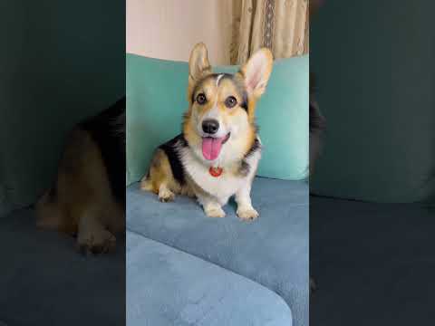 МЫ С ЛУНОЙ ЗАПУСТИЛИ ИГРУ, В КОТОРОЙ МОЖНО ВЫИГРАТЬ КЛАССНЫЕ ПРИЗЫ #dog #corgi #pet