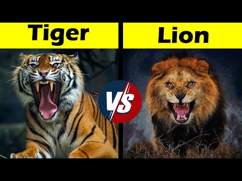 Tiger VS Lion Comparison Hindi #shorts #short