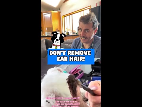 Dr Evan - Why you should not remove dog hair! 🐶🐱