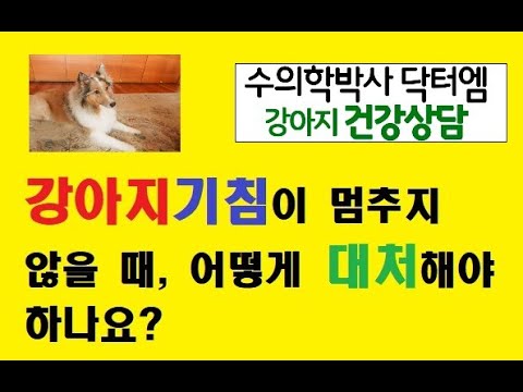 약을 먹고 있는데도 강아지 기침이 멈추지 않는다면 어떻게 해야 하나요?