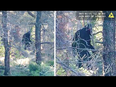 The US Government SHUT DOWN Expedition Bigfoot After TERRIFYING Discovery