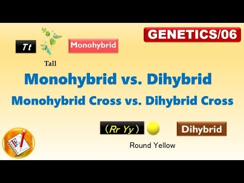 Monohybrid vs  Dihybrid, Monohyrid Cross vs  Dihybrid Cross (FL-Genetics/06)