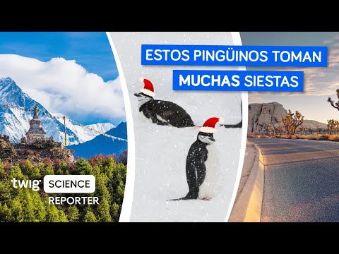 ¡Estos pingüinos dormilones toman 10,000 siestas al día!