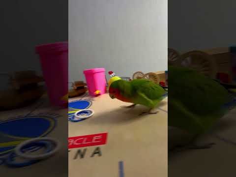 Bird Training : Smart lovebird Parrot | Smart Little Cute Parrot #training #smartparrot #cute