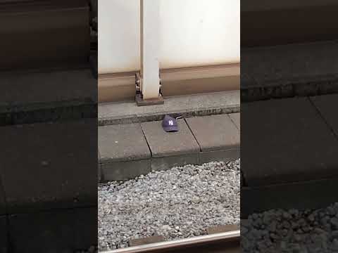 何かの恨み？？ヤンキースの帽子が・・・#赤羽駅#京浜東北線#ヤンキース