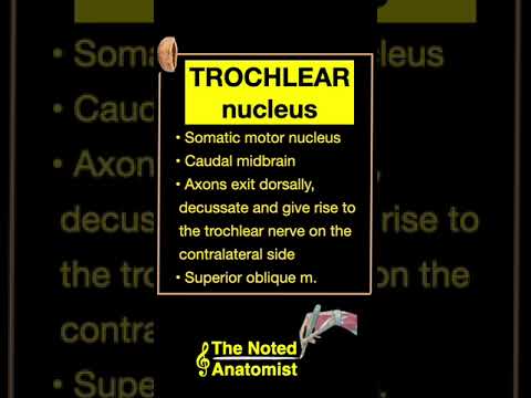 Trochlear nucleus #shorts  #anotomy #biology #brainanatomy