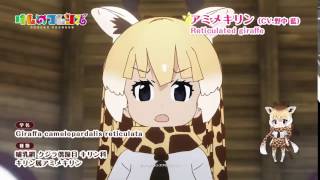 TVアニメ『けものフレンズ』ショートムービー　アミメキリン篇