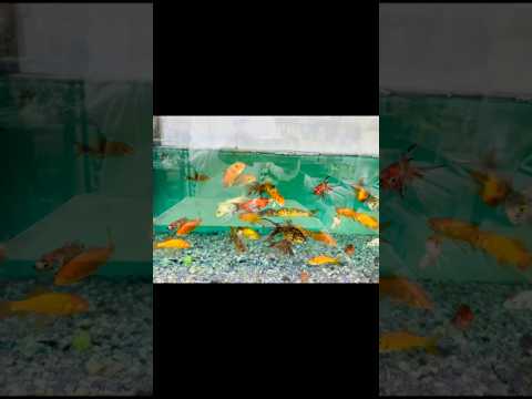 Beautiful freshwater fish for aquarium || relaxing music with aquarium fish !!