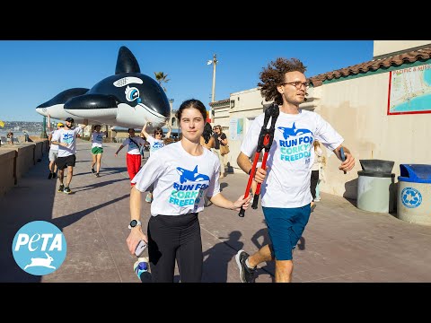 27-Hour, 150-Mile ‘Run for Corky’s Freedom’ Pushes for Orca’s Release from SeaWorld