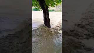 A Tree in The River😯.