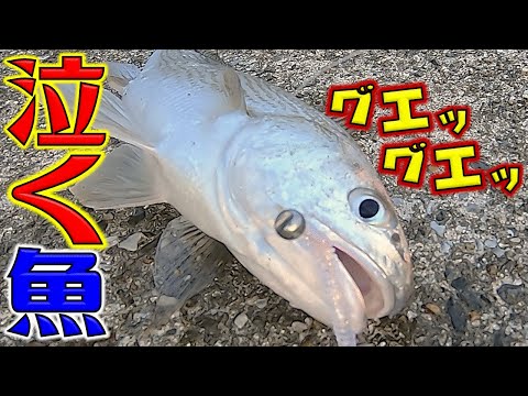 釣られたら泣いちゃうお魚！友人の料理長と千葉外房へ釣行！