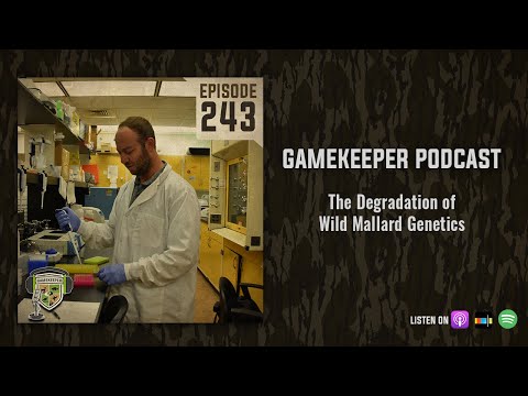 EP:243 | The Degradation of Wild Mallard Genetics