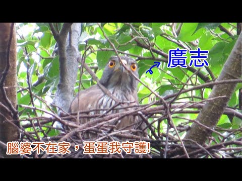 20240625 【大安南二巢紀錄-育雛現已失敗】《廣志送餐給小南》《小南又掉飯》《南外出期間廣志換班"顧蛋"》