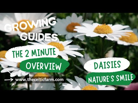 🌼 How to Grow Perfect Daisies: Tips for Lush Blooms All Season Long! 🌞 | Complete Guide