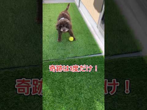 シニア犬の朝トレ‼️ベランダでテニスボールに格闘するトイプードル#ショート #愛犬との暮らし #トイプードル