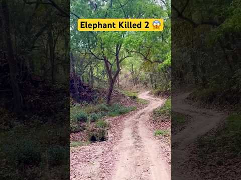 Elephant Killed 2 😱 - Jim Corbett National Park #shorts #jimcorbett #tiger