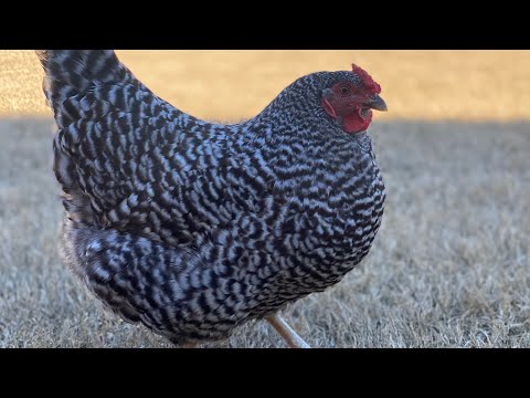 Dominique chicken breed review backyard Chicken