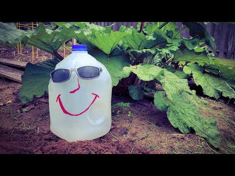 Milk Jug Garden Hack- Protect Your Baby Plants From THESE 3 Main Killers!