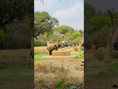 #elephant #youtube #karnataka #shorts #iphone14plus #youtubeshorts #zoo #mysuru #mysuruzoo #bathing