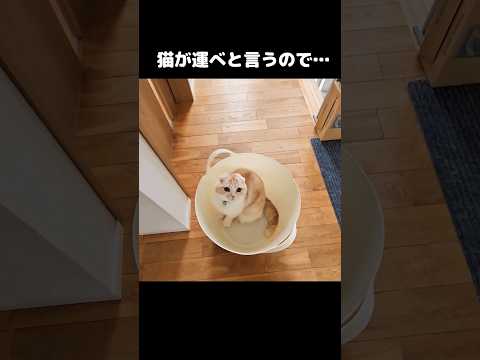 猫が運べと言うので運んだら...笑#shots