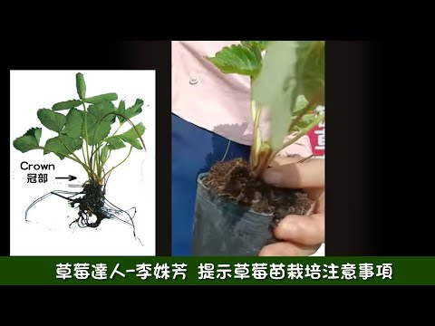 草莓達人 李姝芳 提示草莓苗栽培注意事項