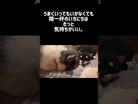 【11/7】今日のサプリ #秋田犬