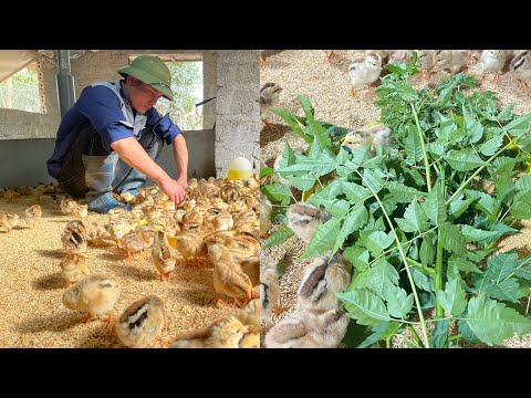 Chicken Farm - Uses of CHINABERRY TREE in agriculture - application in raising chickens