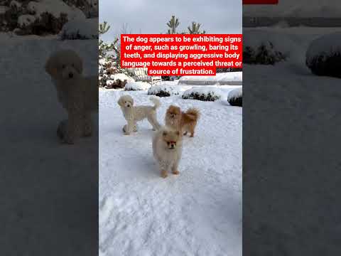 Cute dog short video / dogs playing in snow #shorts #dogs #snow #puppy