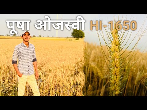 🌾पूषा ओजस्वी का फूल विश्लेषण।pusha ojaswi Hi-1650 Mo.9131600079