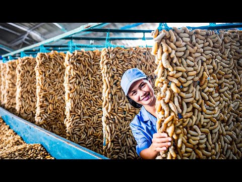 You Won't Believe How Silkworm is Produced And What is Made Using Silkworm