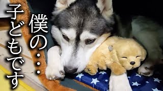 売れ残った子犬を可愛がっていたら嫉妬した猫が大変なことに...