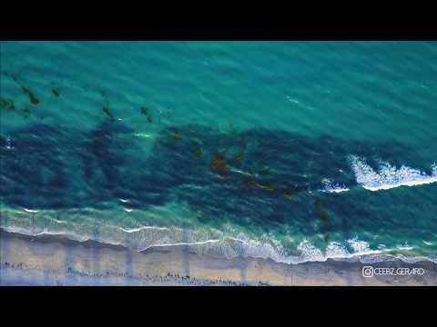 Mullet Run 2017 - Drone Footage of Giant Baitball of Delray Beach, Florida