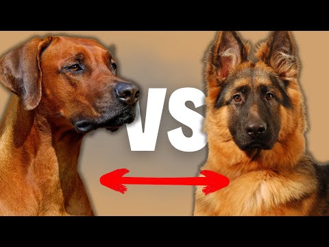 German Shepherd VS Rhodesian Ridgeback - Compare and Contrast