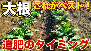 【大根栽培】適切な追肥のタイミングと追肥のやり方！どんな肥料がいいのか？