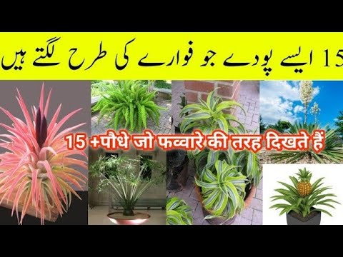 Plants which look like fountain /ایسے پودے جو فوارے کی طرح دیکھتے ہیں/Beautiful outdoor plants