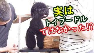 トイプードルではなかった⁉︎身長測定でデカプーの犬種が判明！ミニチュア？ミディアム？