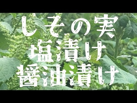 紫蘇の実さえあれば#家庭菜園 #紫蘇の実