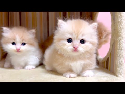 【マンチカンの子猫】すごく残念な日でも子猫達は癒しです！な件 ～猫のいる生活Vol.1022～出産動画 マンチカン短足・ミヌエット・ペルシャ猫専門ブリーダー『ペット蔵人』【子猫の成長記録】