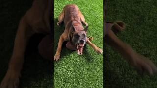 Angry dog barking loud #angrypuppy #cuteanimal #angrypets #cutepet #angrydog #cutepuppy